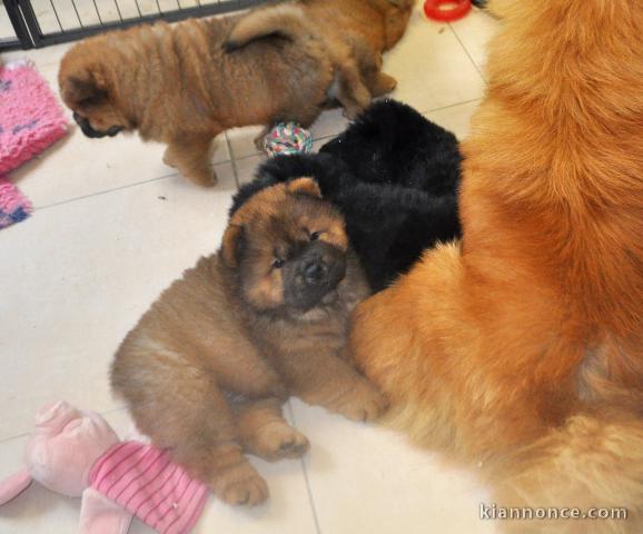 Magnifiques Chiots Chow Chow Pure Race