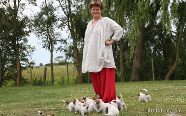 Sublimes Chiots Jack Russel Pure Race