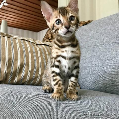 adoption chatons bengal  