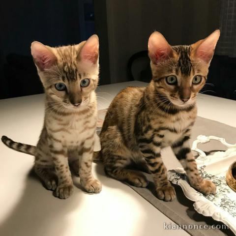  adoption chatons bengal