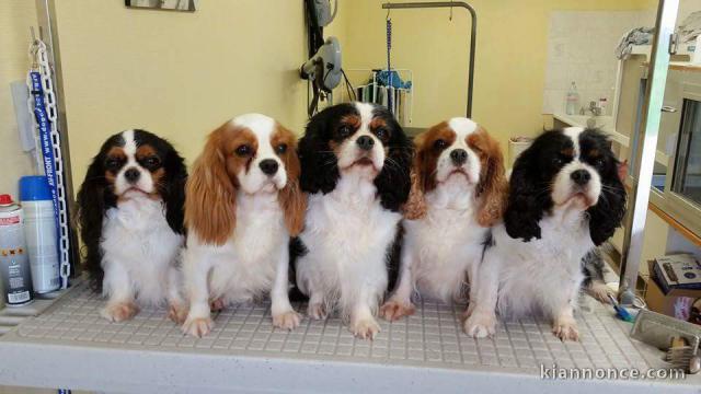 Chiots cavalier king charles lof