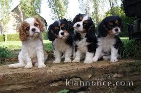 Chiots cavalier king charles lof