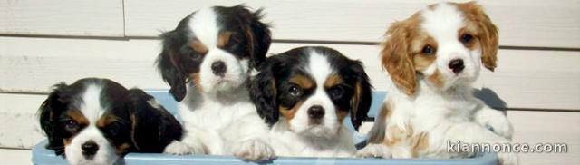 Chiots cavalier king charles lof