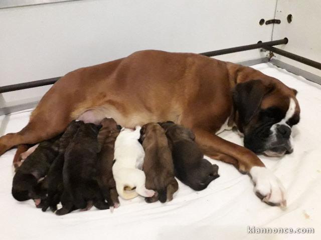 Magnifiques Chiots Boxer Pure Race