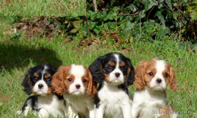 Adorables Chiots Cavalier King Charles Pure Race