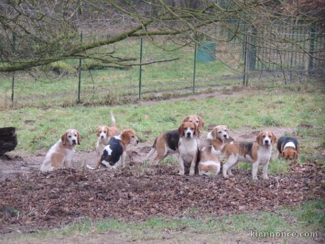 Magnifiques Chiots Beagle Pure Race