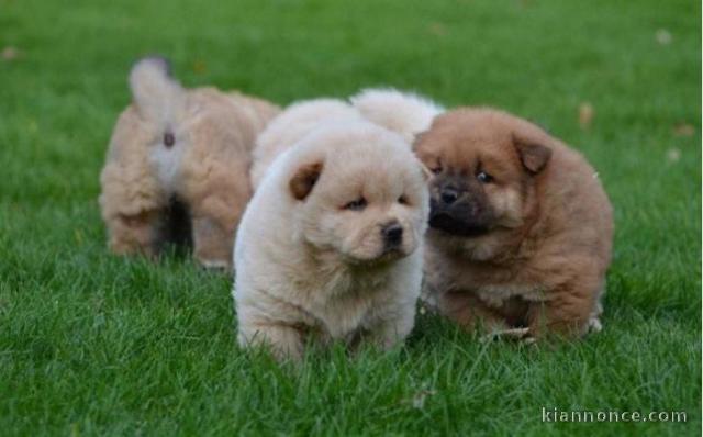 Magnifiques Chiots Chow Chow Pure Race Pedigree