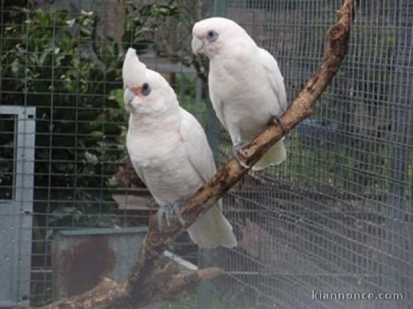 Couple  de perroquets cacatoes