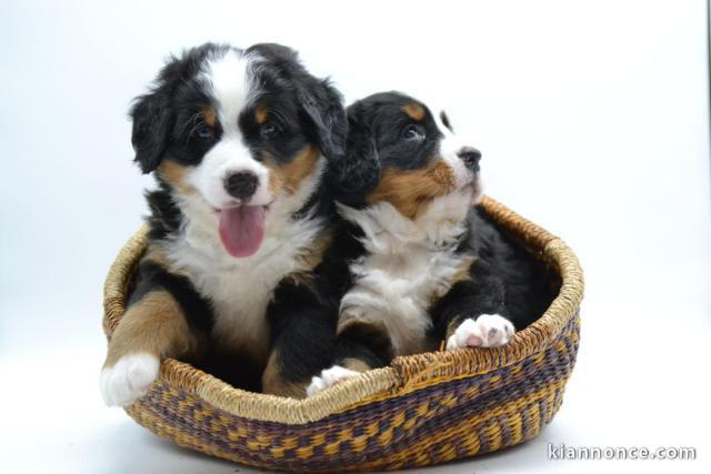 Chiots bouvier bernois inscrits au lof