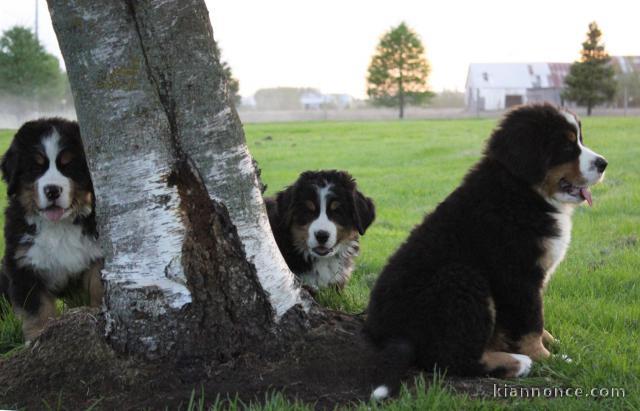 Chiots bouvier bernois inscrits au lof