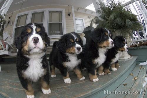 Chiots bouvier bernois inscrits au lof