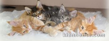  Sublimes Chatons Maine Coon Pure Race