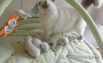  Magnifiques Chatons Sacré de Birmanie Pure Race