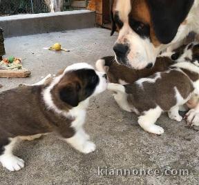 Magnifiques Chiots Saint Bernard Pure Race