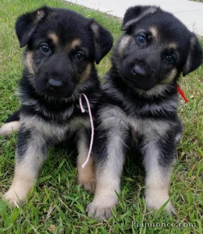 Chiots berger allemagne pour bonne maison