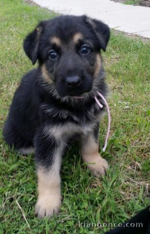 Chiots berger allemagne pour bonne maison