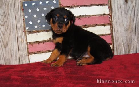 Chiots Rotweiller pour bonne maman