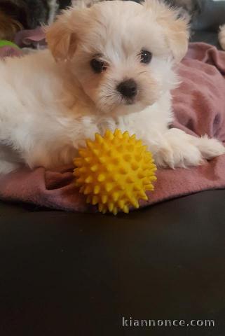 Chiots bichon maltais a donner