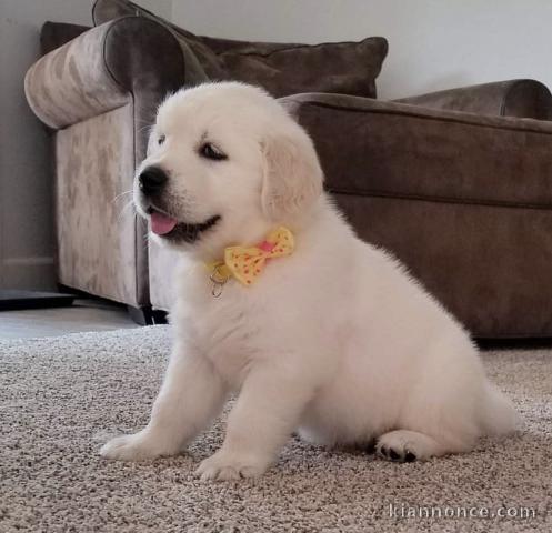 Chiots Golden Retrievers 