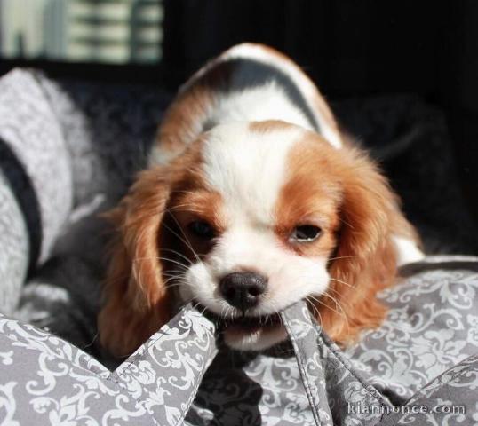 Magnifiques cavalier King Charles