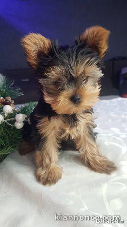 Magnifique chiots yorkshire terrier