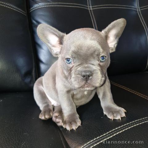 Chiots bouledogue Francais blue pour bonne maison