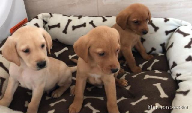 MAGNIFIQUES LABRADOR RETRIEVER