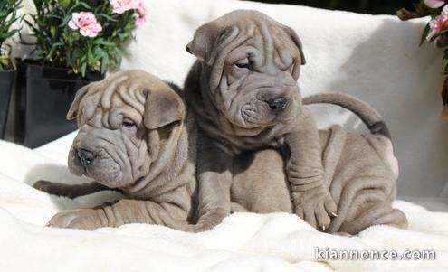 Chiots shar pei pour bonne famille