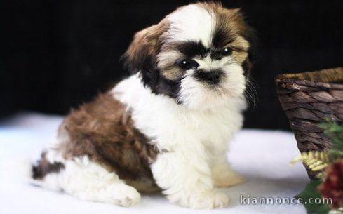 Chiots shih  tzu pour bonne maison