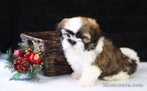 Chiots shih  tzu pour bonne maison