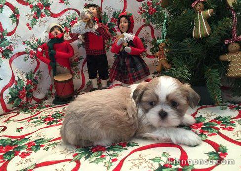 Chiots shih  tzu pour bonne maison