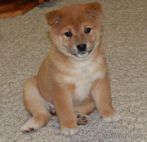 Chiots shiba inu pour bonne famille