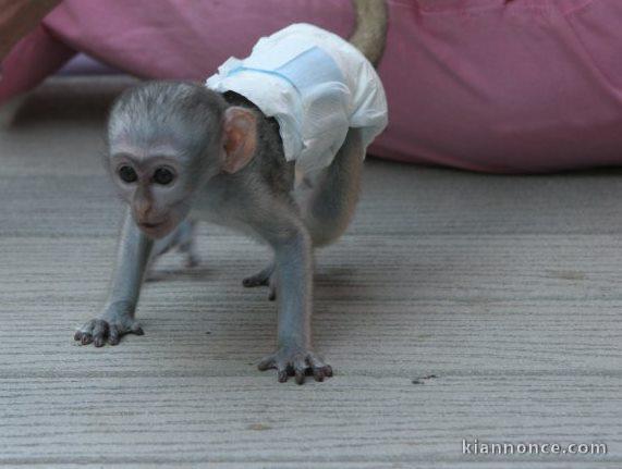 singes capucins pour une bonne maison