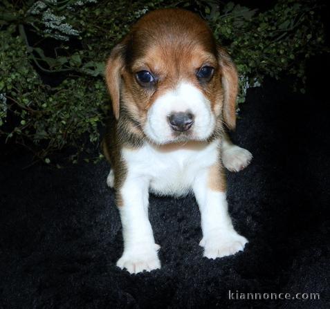 Chiots beagle pour bonne maman