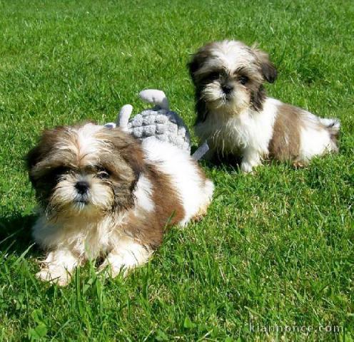 disponible de suite magnifiques bébés shih tzu lof