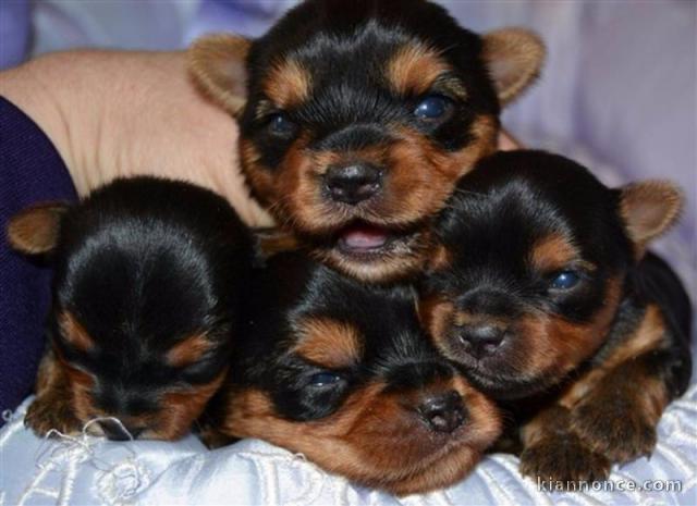 Yorkshire Terrier inscrit LOF