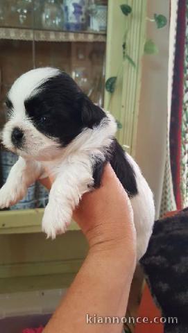 très jolis chiots shih-tzu noir et blanc ou fauve-rouge et blanc