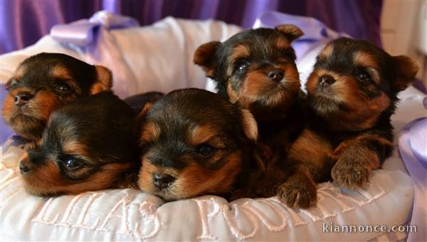 Disponibles 2 males et 1 femelle Chiots Yorkshire pour adoption ,