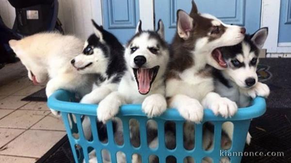 Portée 6 chiots husky de Sibérie inscrits au LOF