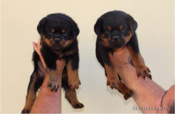 Magnifiques chiots Yorkshire Terrier femelles issues d\