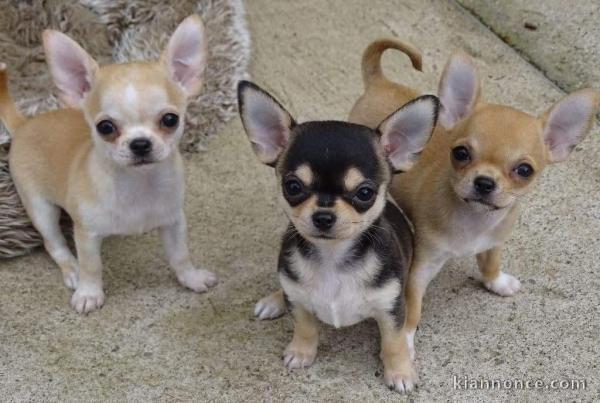 5 magnifique chiots chihuahua lof