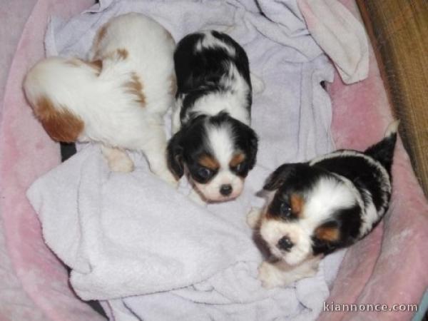 Sur une portée de 5 chiots cavalier king charles,