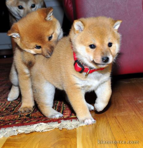 3 chiots shiba inu inscrit au Lof 