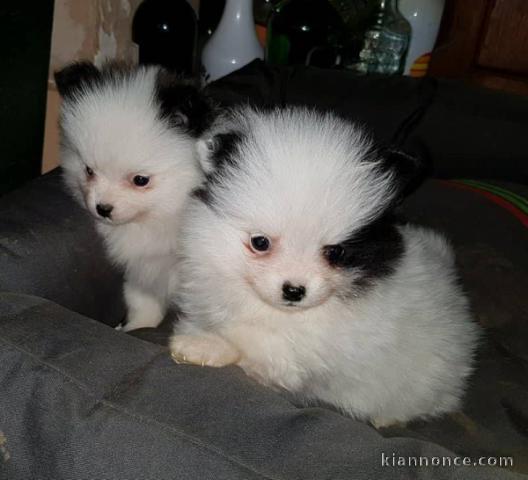 Chiots spitz nain d\