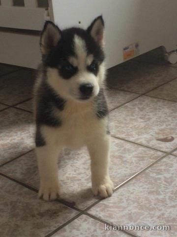 Femelle husky de sibérien a disponible de suite 