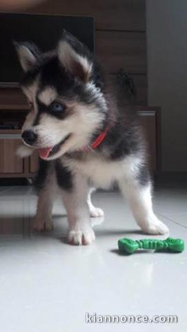 A donner Chiots husky Sibérien aux yeux bleu 