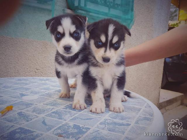 A donner Chiots husky Sibérien aux yeux bleu 