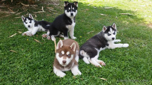 A donner Chiots husky Sibérien aux yeux bleu 