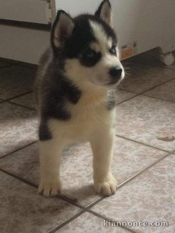 A donner Chiots husky Sibérien aux yeux bleu 