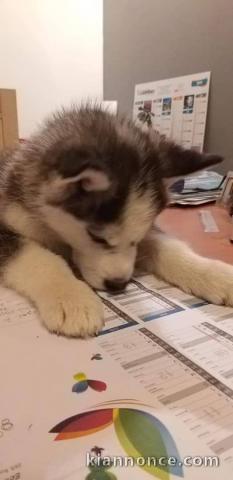 A donner Chiots husky Sibérien aux yeux bleu 